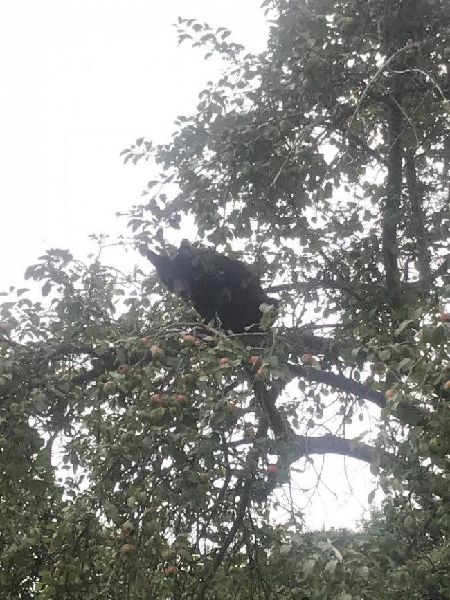 bear in apple tree.jpg