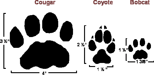 Cougar_coyote_bobcat_Tracks_164598_7.gif