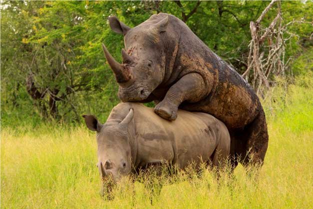 Mating-rhino.jpg