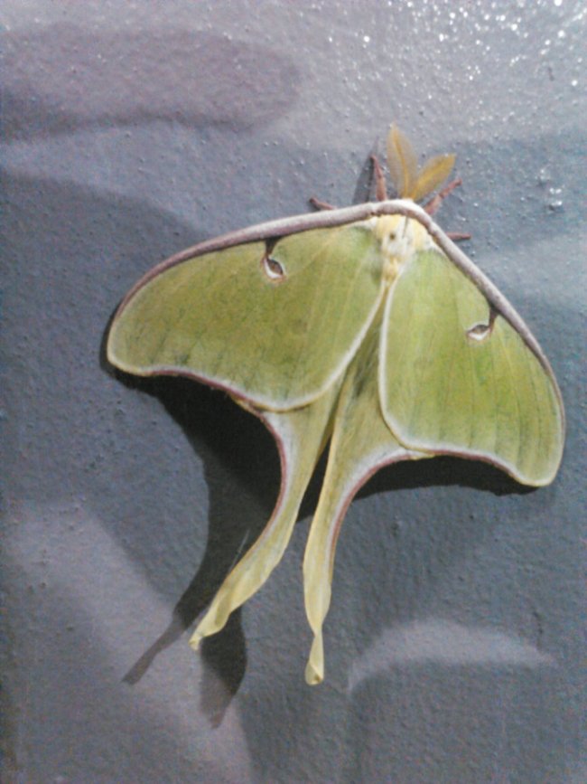 Luna Moth.jpg